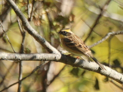 Emberiza elegans