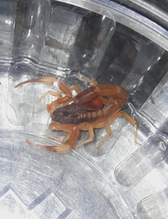 Tityus carrilloi
