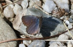 Zizina oxleyi
