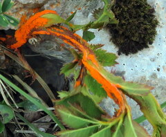 Phragmidium potentillae