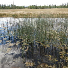 Schoenoplectus acutus