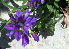 Polygala nicaeensis