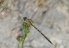 Austrogomphus guerini
