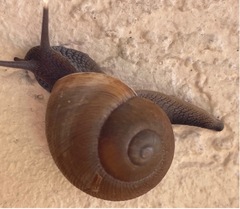 Zachrysia provisoria