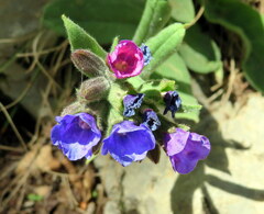 Pulmonaria australis