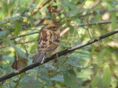 Emberiza elegans