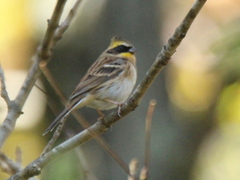 Emberiza elegans