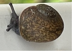 Zachrysia provisoria