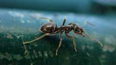 Lasius