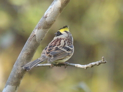 Emberiza elegans