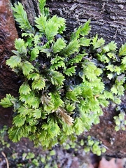 Fissidens taxifolius