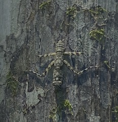 Liturgusa