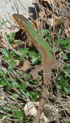 Podarcis melisellensis