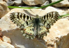 Zerynthia polyxena