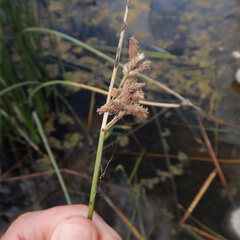 Schoenoplectus acutus