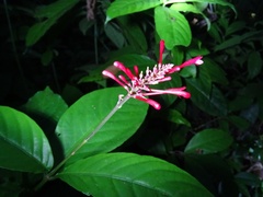 Odontonema