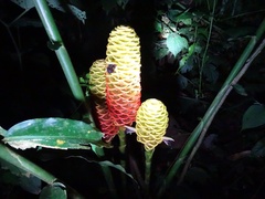 Zingiber spectabile