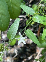 Jacquemontia curtissii