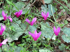 Cyclamen repandum