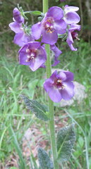 Verbascum phoeniceum