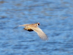 Phasianus colchicus pallasi