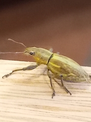 Naupactus xanthographus
