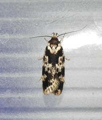 Barea confusella