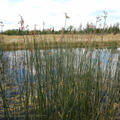 Schoenoplectus acutus