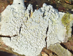 Lecanora caesiorubella