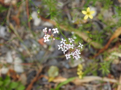 Asperula hirsuta