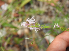 Asperula hirsuta