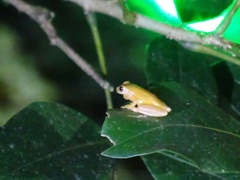 Dendropsophus microcephalus