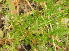 Asperula hirsuta
