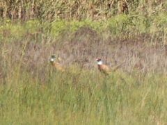 Phasianus colchicus pallasi