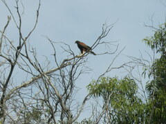 Parabuteo unicinctus