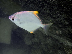Monodactylus argenteus