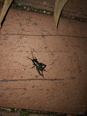 Gryllus pennsylvanicus