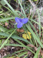 Tradescantia ohiensis