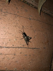Gryllus pennsylvanicus