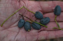 Chionanthus ramiflorus