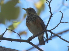 Turdus hortulorum