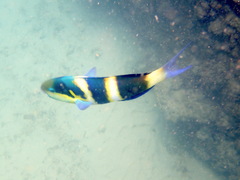 Thalassoma nigrofasciatum