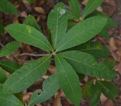 Alstonia muelleriana