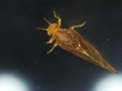 Phylloplecta tripunctata