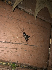 Gryllus pennsylvanicus