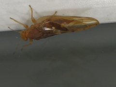 Phylloplecta tripunctata