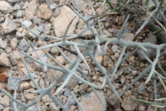 Castela stewartii