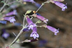 Penstemon caesius