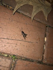 Gryllus pennsylvanicus