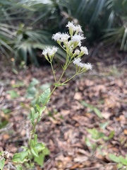 Ageratina jucunda